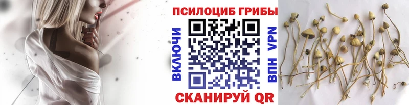 Псилоцибиновые грибы Psilocybine cubensis  кракен ТОР  Богородск 